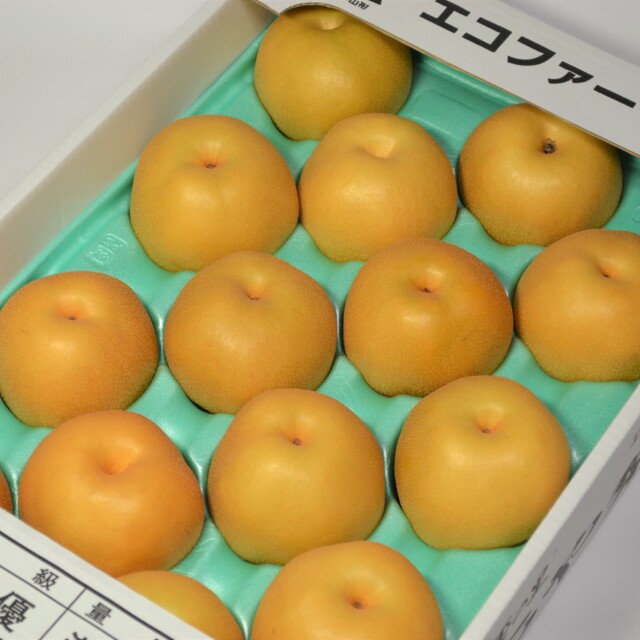 予約-豊水梨5kg 12～14玉(3L～4L)