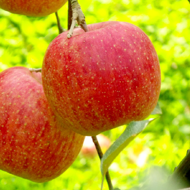 イベント出展、掲載