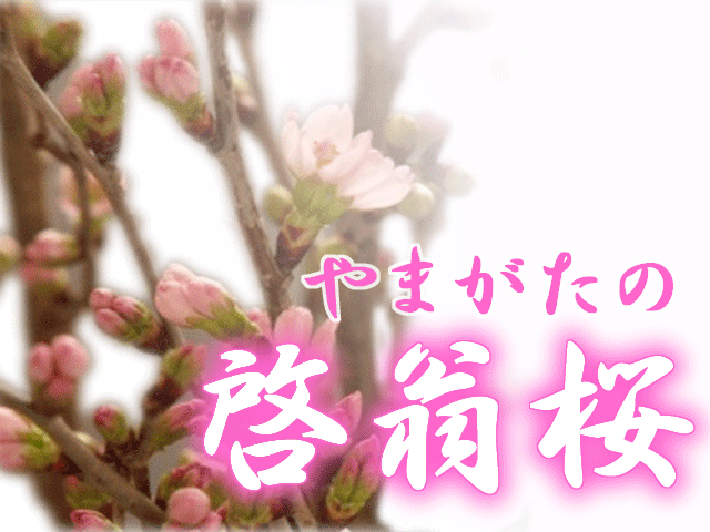 啓翁桜 花