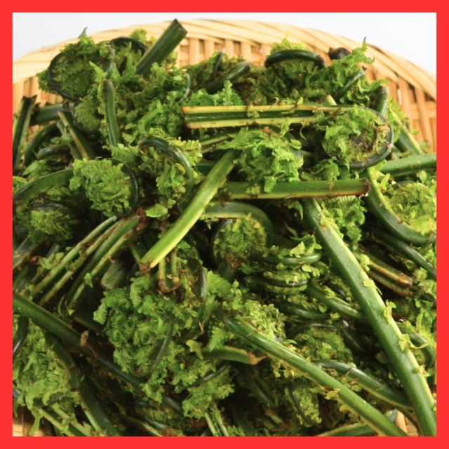 [S-3]天然こごみ500g