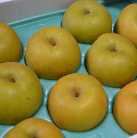 予約-豊水梨5kg 14～16玉(2L～3L)