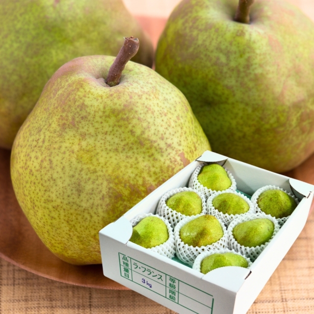 山形県産ラフランス3kg （5L前後）