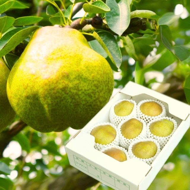 エコファーマーのラフランス3kg（5L前後）