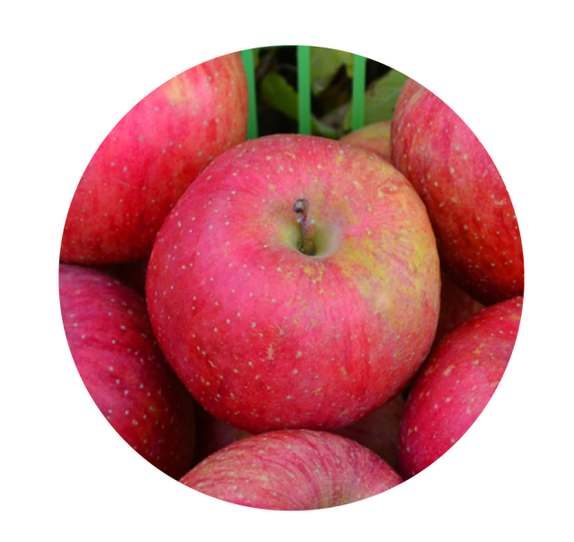 山形のりんご通販 やまがた朝日屋 山形から産地直送で美味しいりんごをお届けします 蜜入りふじ 高徳 こうとく 山形のりんご通販 やまがた朝日屋 山形から産地直送で美味しいりんごをお届けします 蜜入りふじ 高徳 こうとく