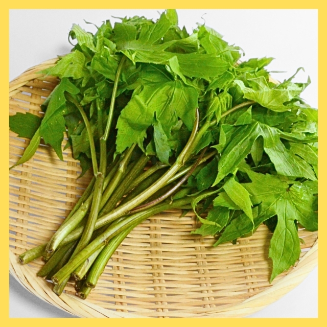 [S-5]天然しどけ1束