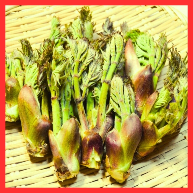 [S-2]天然たらの芽300g