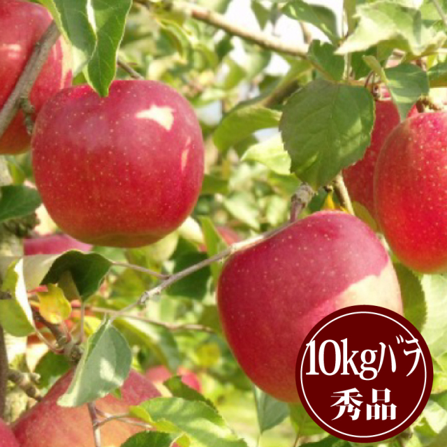 豊田のふじりんご10kgバラ詰 秀品