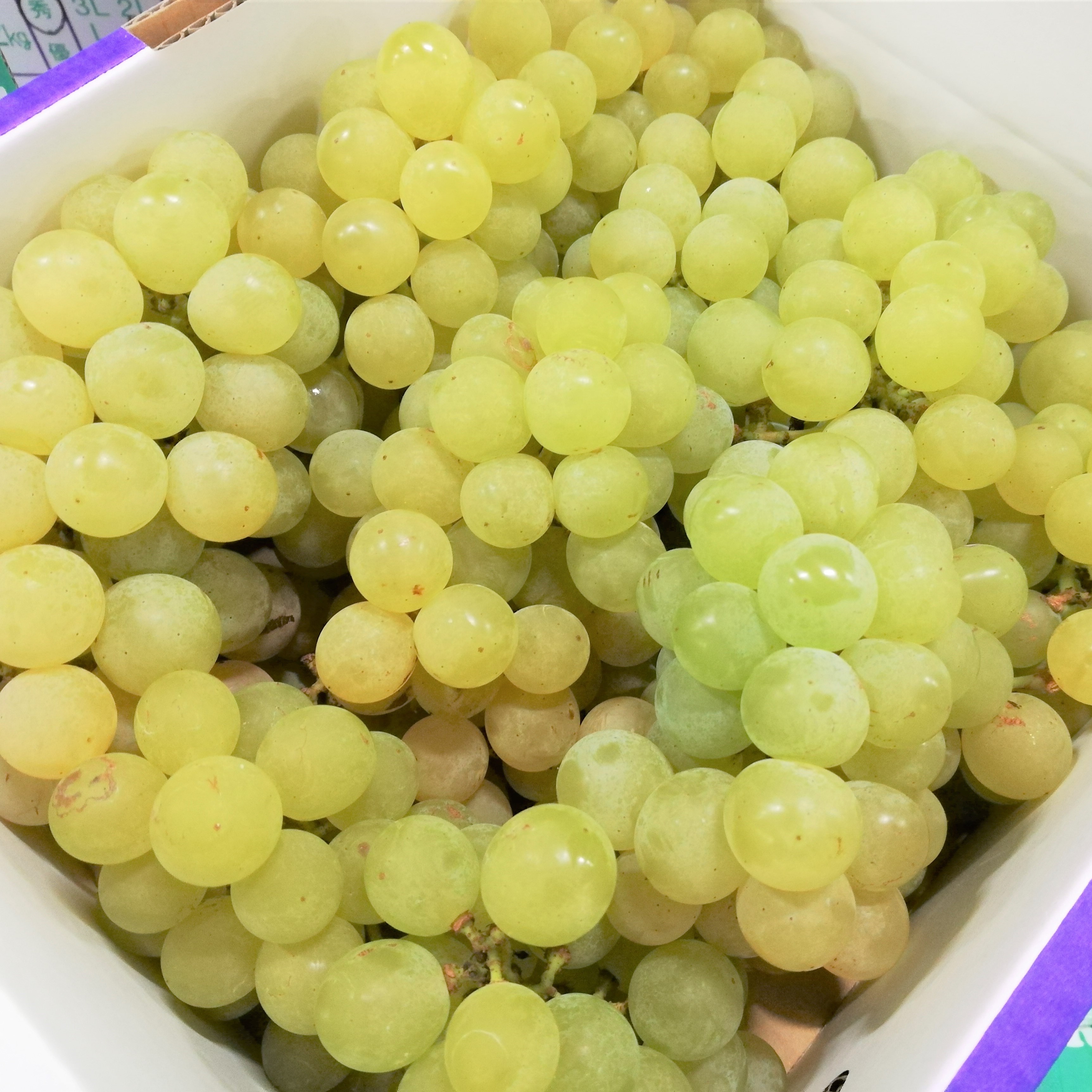 ナイヤガラ2kg（6〜10房）
