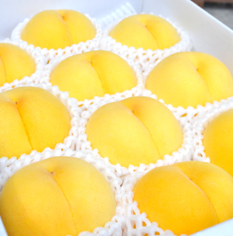 黄桃3kg 品種おまかせ