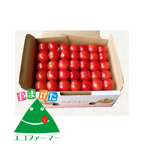 [S-2] エコファーマーの佐藤錦 並び詰め500g