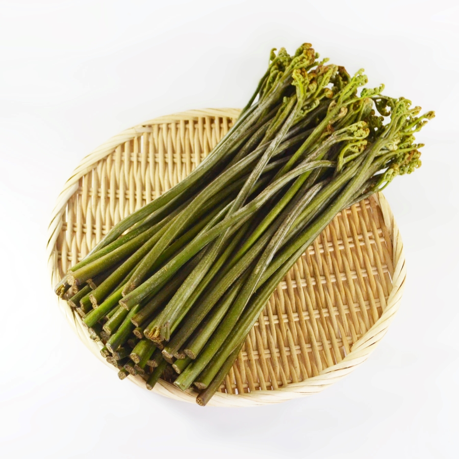 わらび苗(紀伊山地)300本 【公式通販】