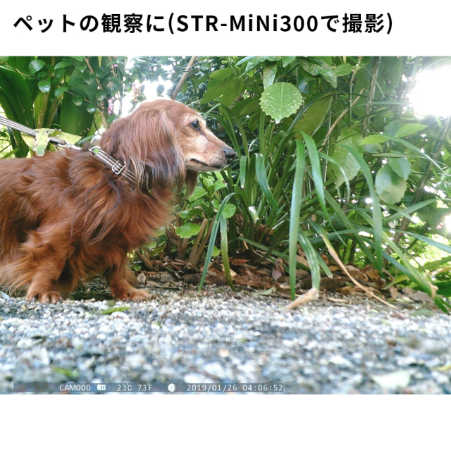 STR-MiNi800 防犯カメラ 監視カメラ トレイルカメラ サイトロン SIGHTRON
