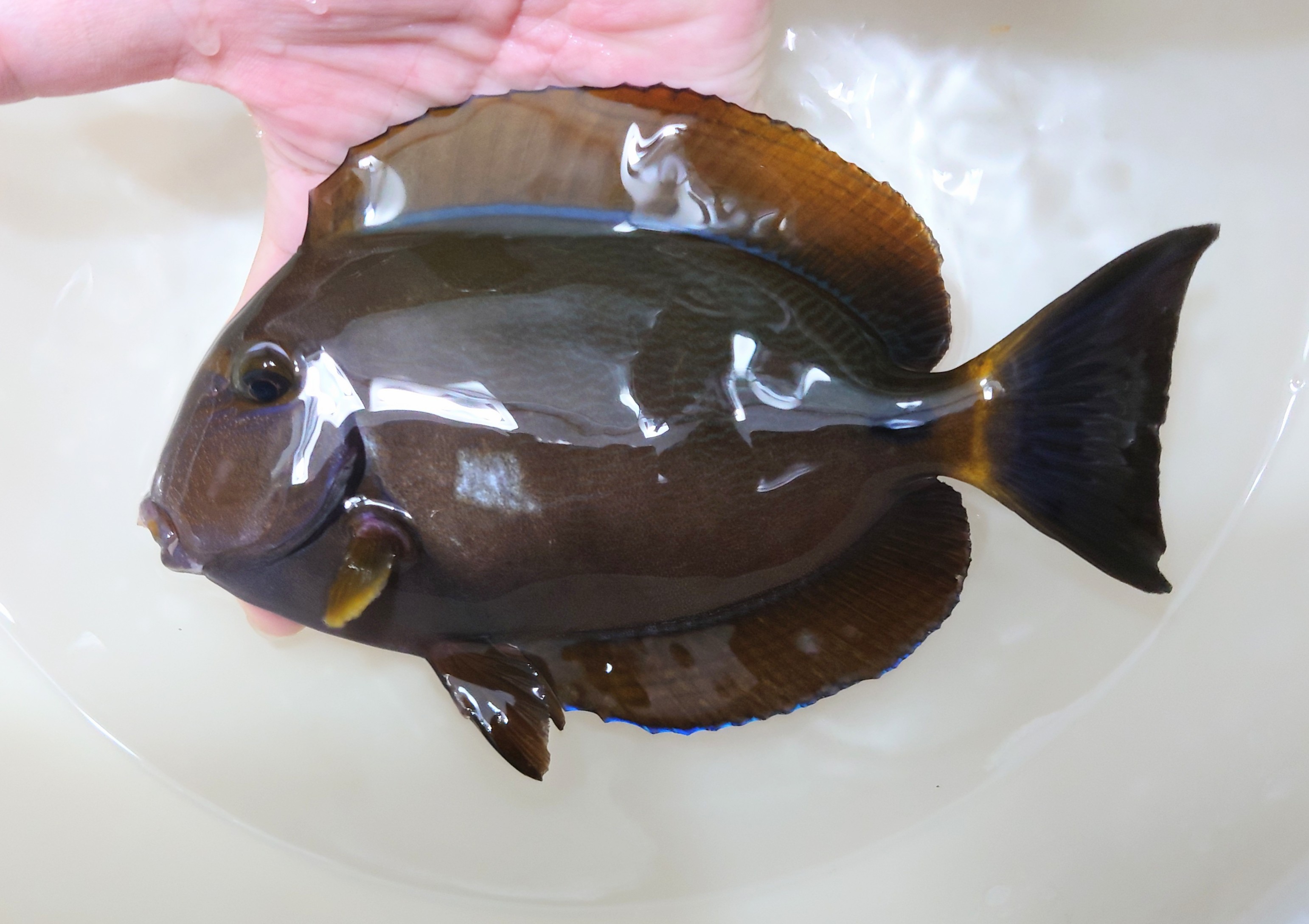 ニセカンランハギ【天草産ハンドコート】※17センチ程度　※10月28日採取