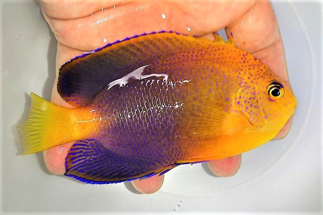 レンテンヤッコ【近海ハンドコート】※12センチ　※10/31入荷　※人工飼料OK（何でも良く食べます）　※トリートメント中11/初旬販売開始