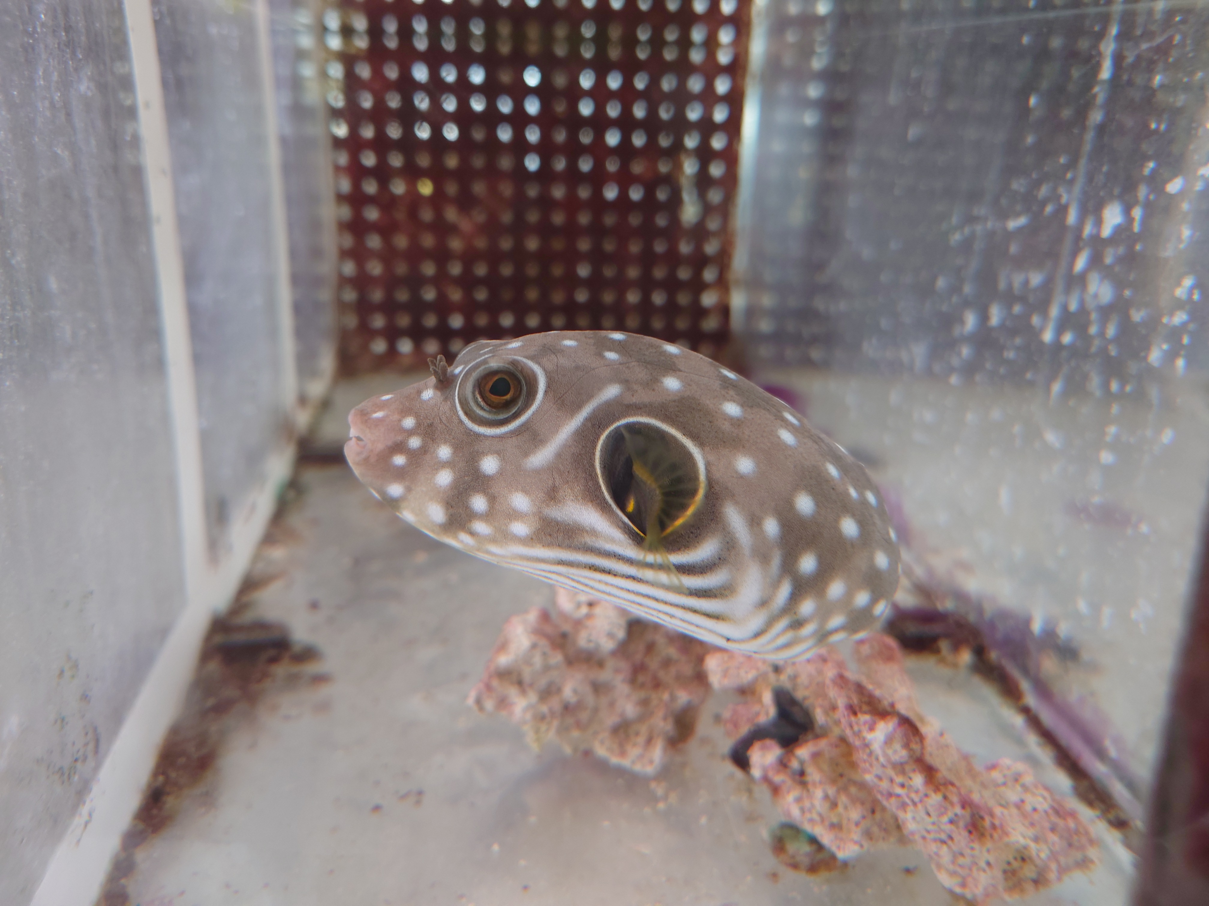 サザナミフグ幼魚【天草ハンドコート】　※10〜12センチ程度　※10月27採取