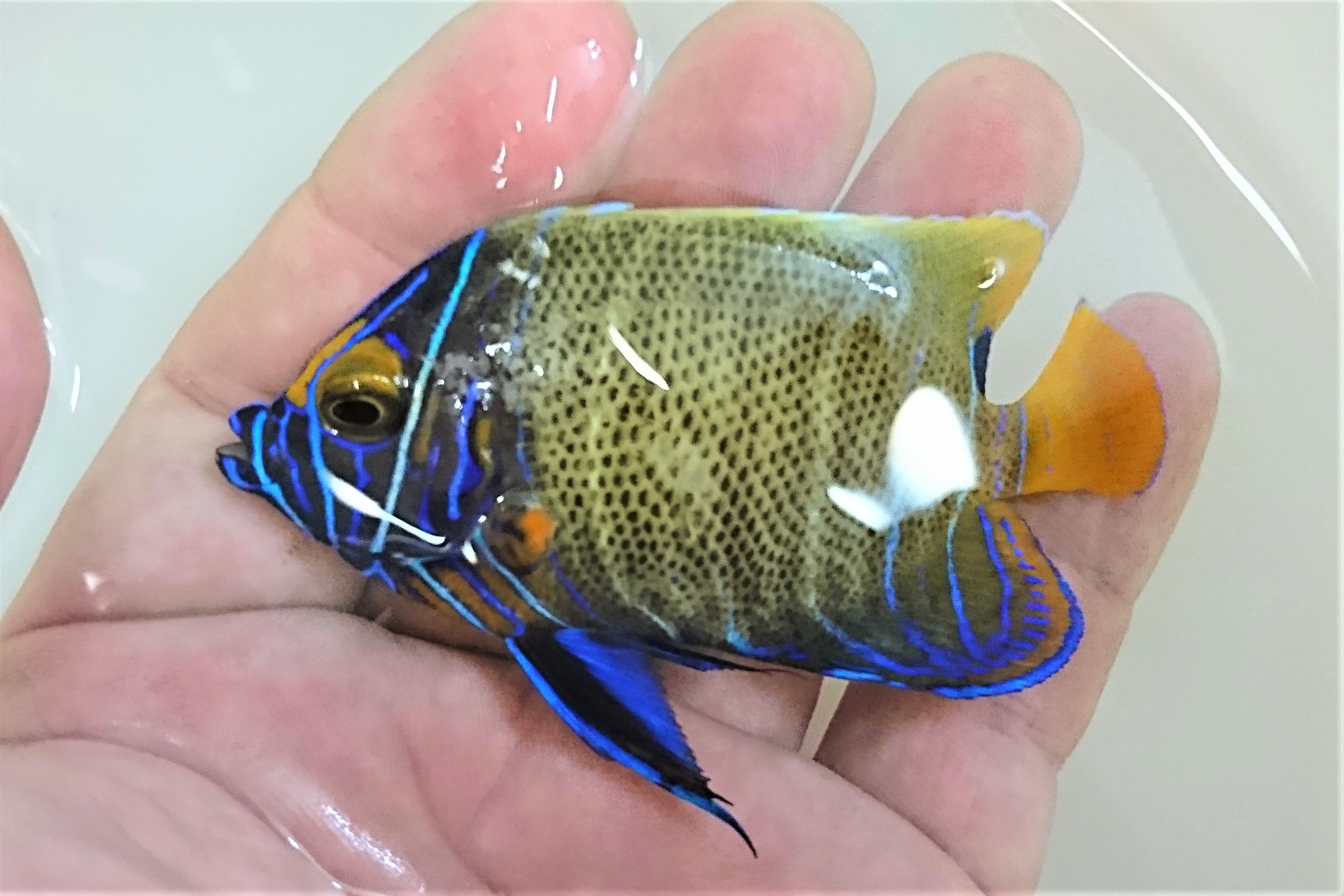 SOLDOUT　アデヤッコ中成魚　【仕入れ個体】　※9センチ程度　※7/18入荷