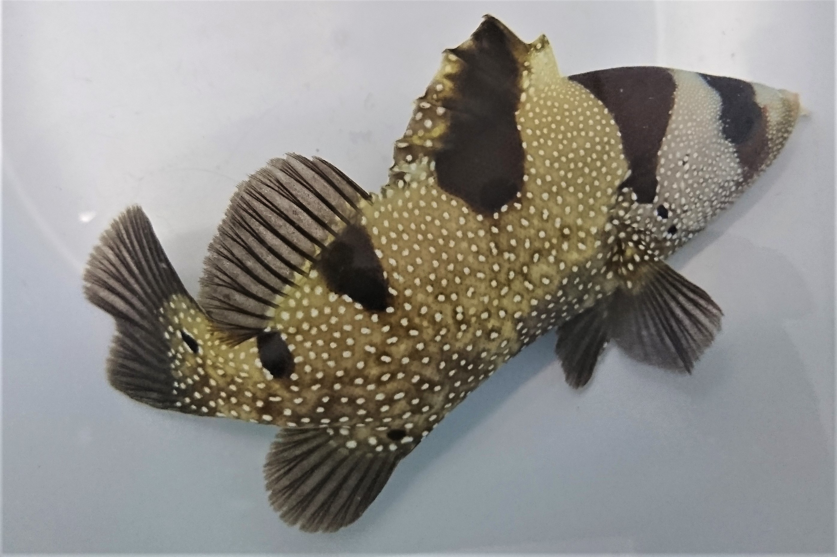 SOLDOUT　アゴハタ中成魚　【仕入れ個体】　※16センチ程度　※6/6入荷　売約済