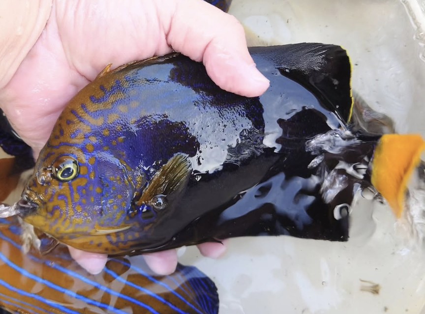 SOLDOUT　粒餌OK※激レア　極上アカネキンチャクダイ【天草ハンドコート】　20センチ程度　※10/30採取　