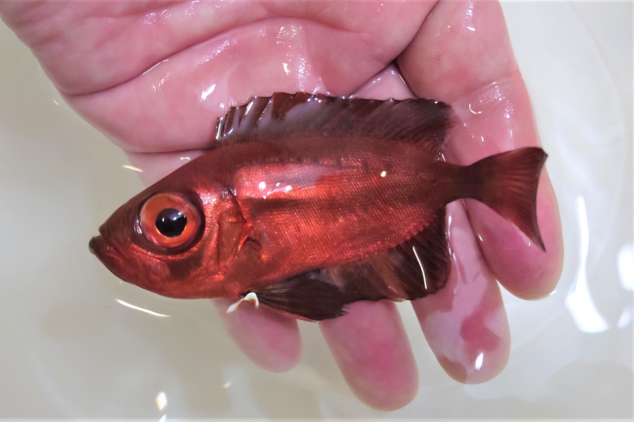 SOLDOUT　※初入荷　アカネキントキ幼魚　【バリ産】　※10センチ程度　※5/10入荷