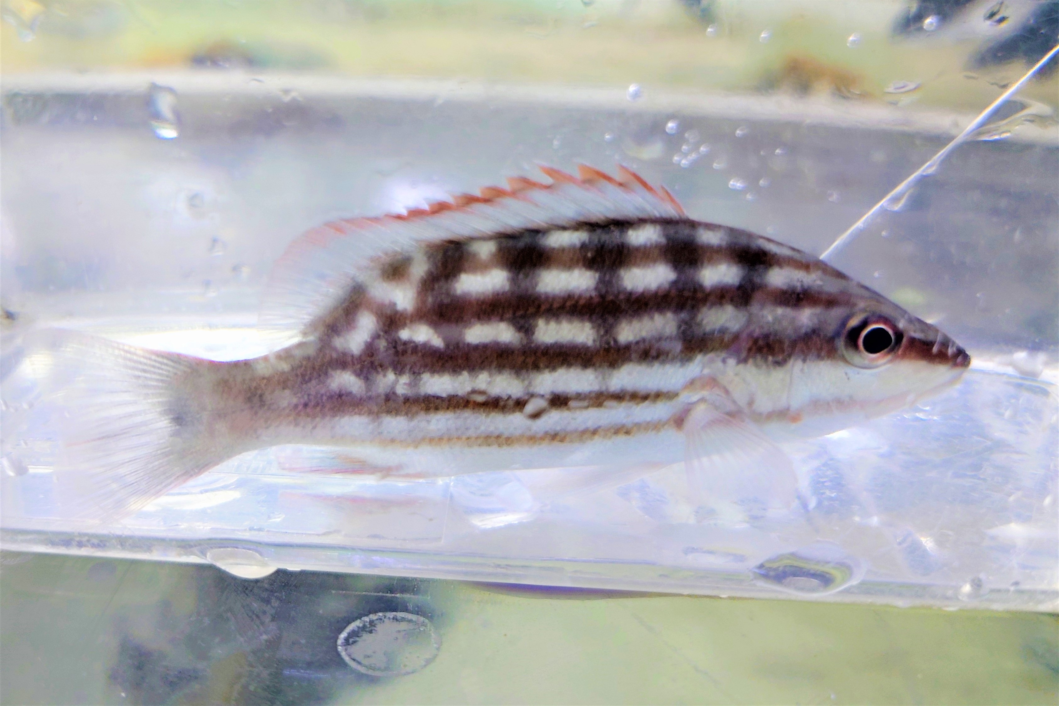 SOLDOUT　アミメフエダイ幼魚　【仕入れ個体】　8センチ程度　※12/18入荷