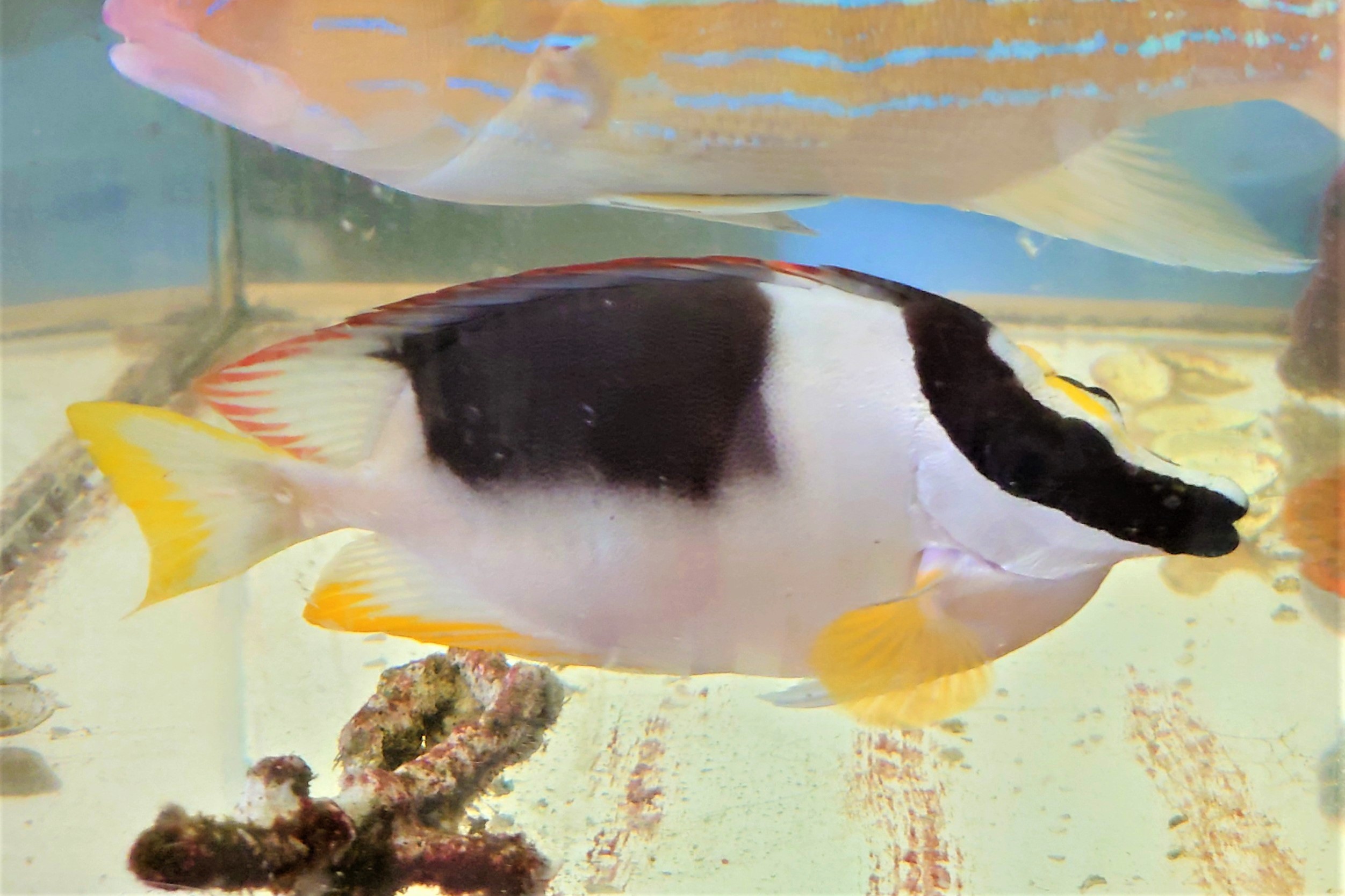 アンダマンフォックスフェイス（大きめ）【仕入れ個体】 ※20センチ程度