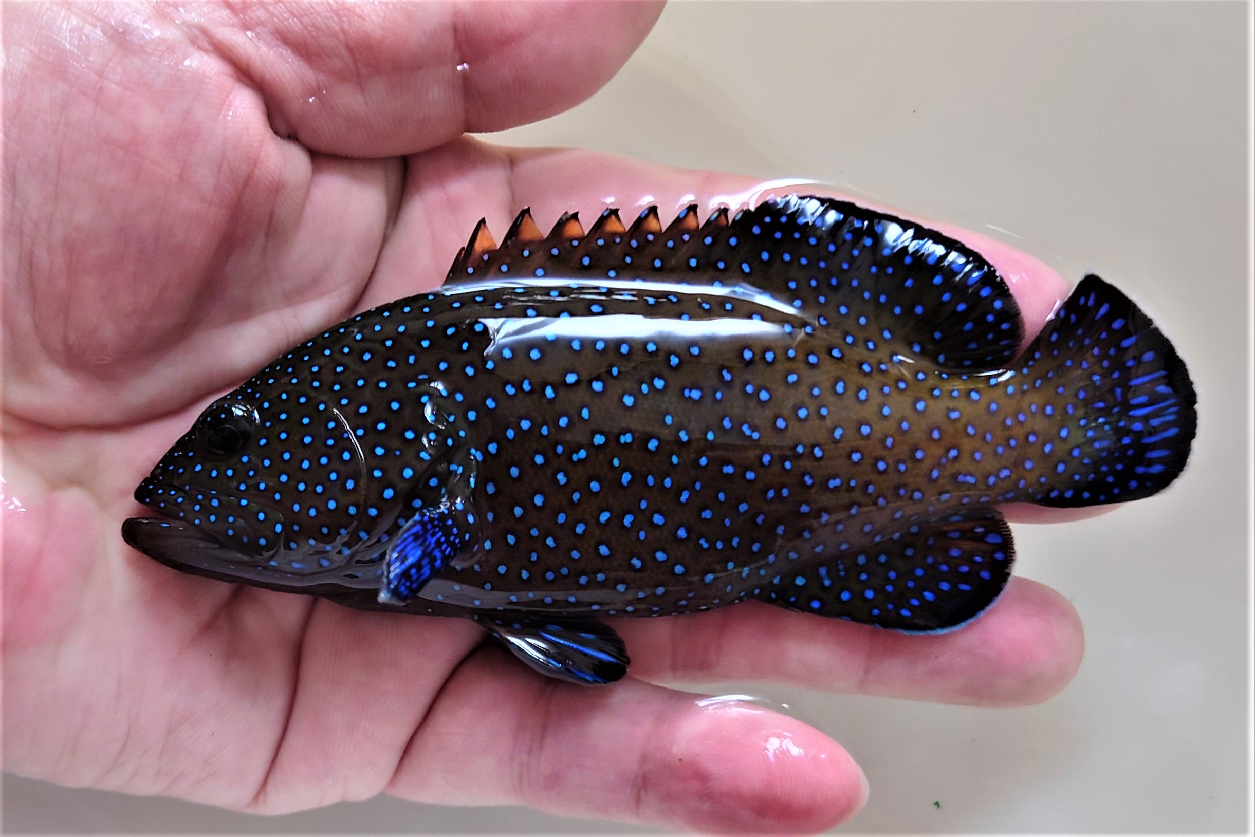 SOLDOUT極美　アオノメハタ　幼魚　【スリランカ産】　※15センチ程度　※2/21入荷