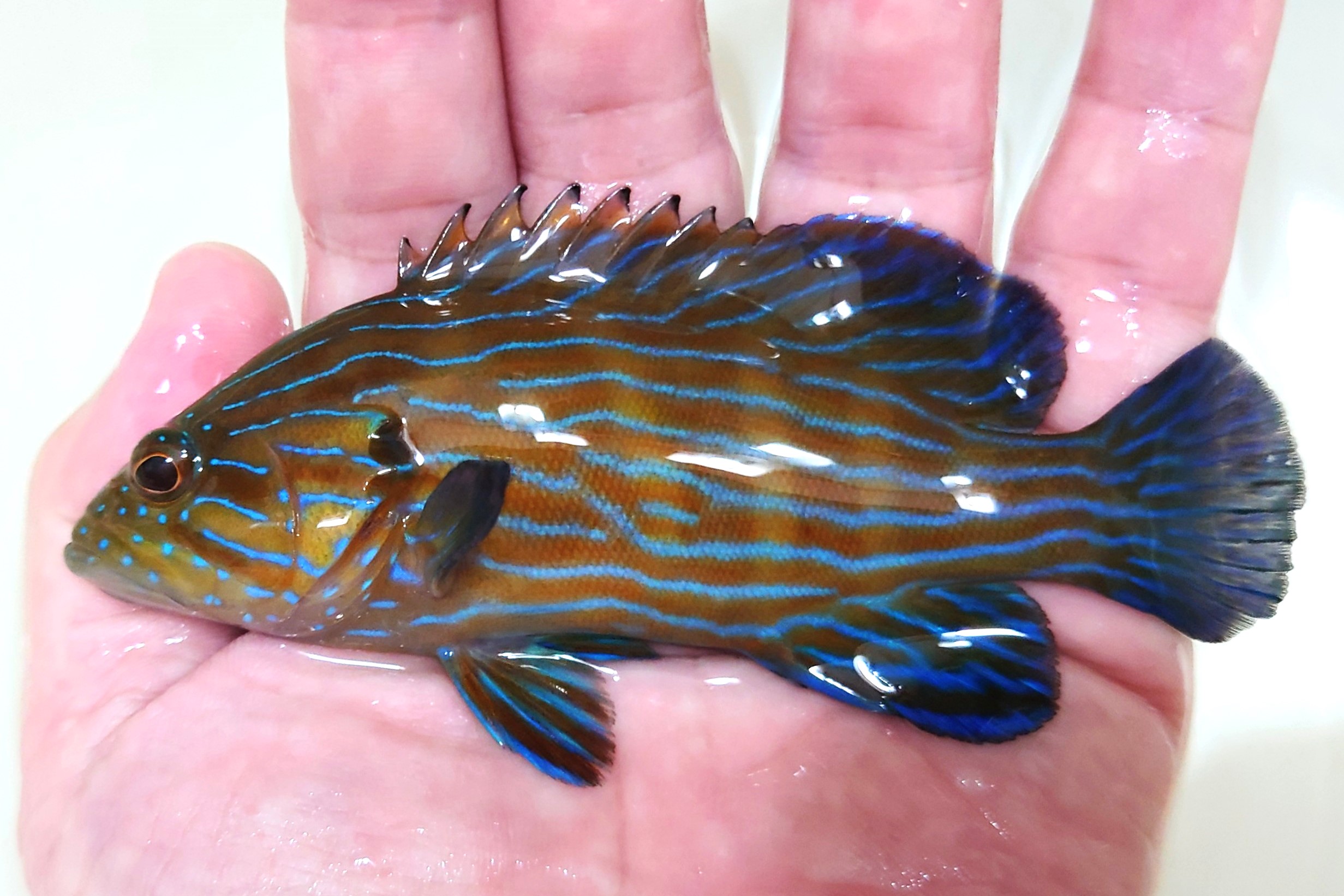 SOLDOUT●SALE　アオスジハタ幼魚【スリランカ産】　※12センチ程度　※10/11入荷　メガバイトＬ粒良く食べています