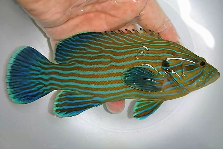 アオスジハタ中成魚【仕入れ個体】　※17センチ程度　※3/9入荷