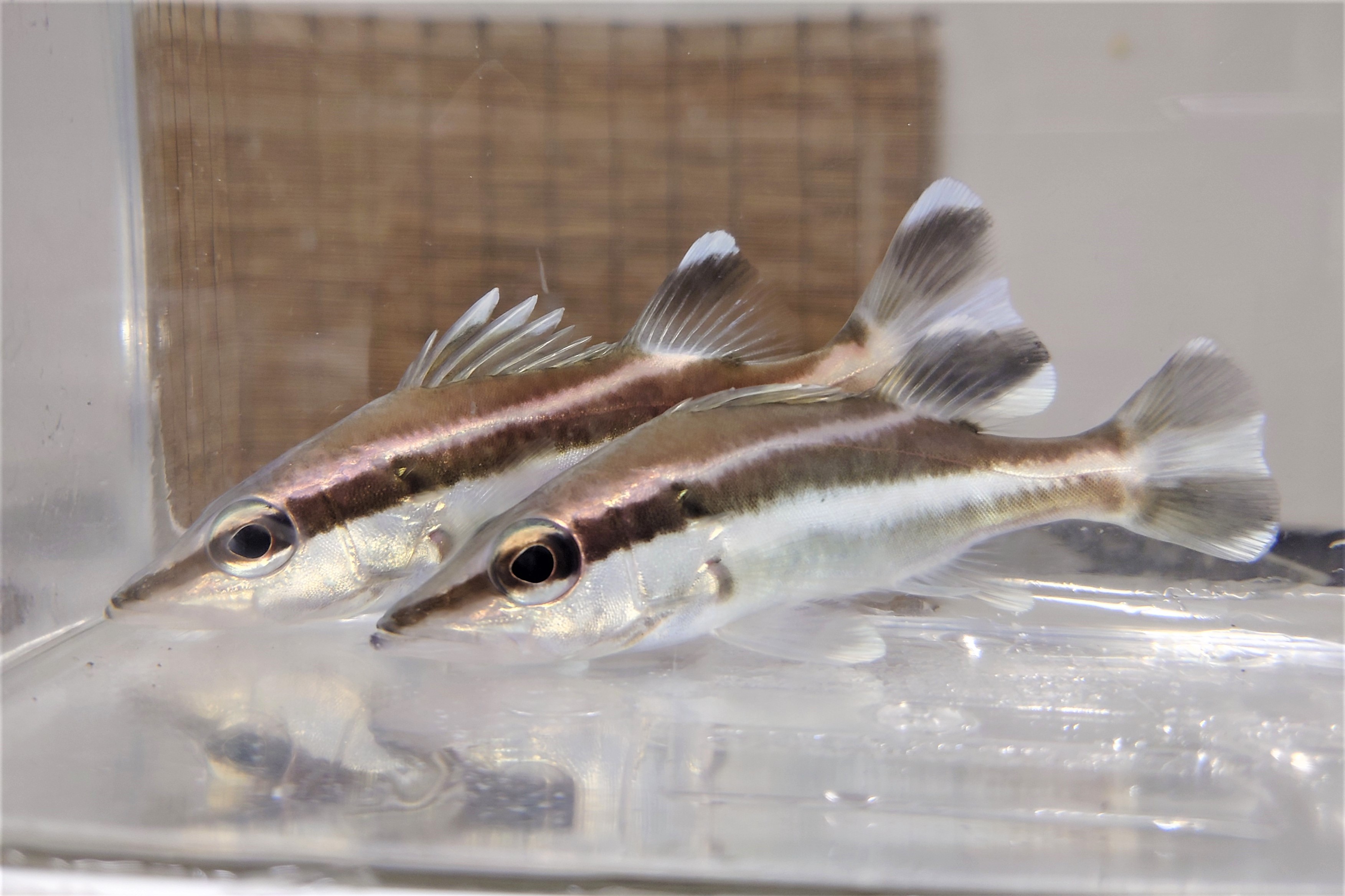 SOLDOUT　アラ幼魚　【駿河湾産仕入れ個体】18～22℃　※12～16センチ程度　※3/19入荷