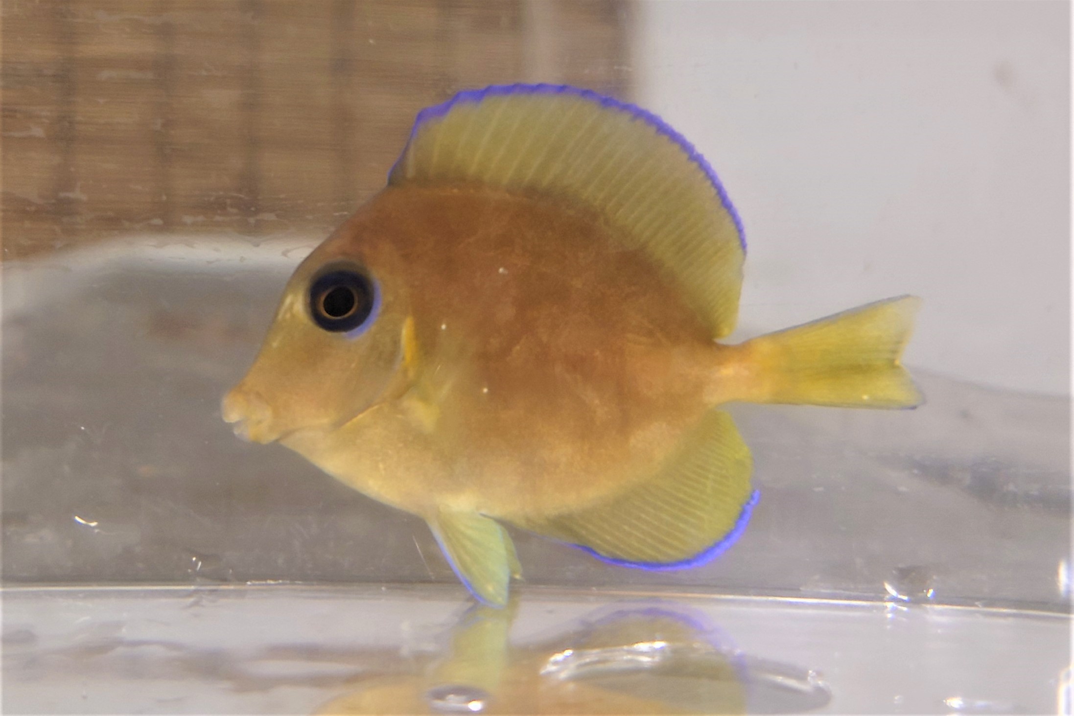 SOLDOUT　アトランティックブルータン幼魚　【カリブ海産仕入れ個体】※6センチ程度　2/26入荷