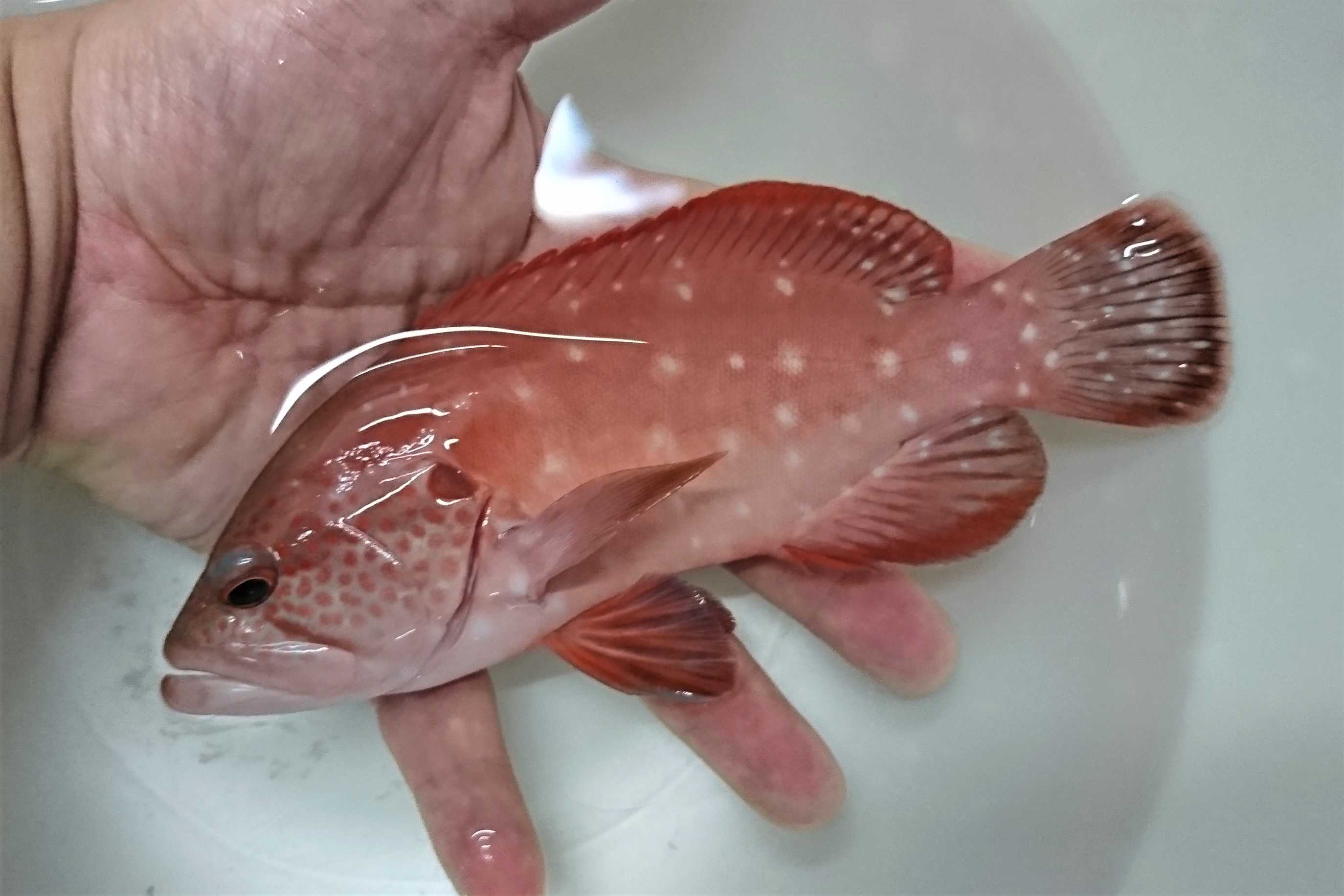 SOLDOUT　※激レア　アザハタ幼魚　【インド洋タイプ】　※17センチ程度　※3/2入荷　※売約済