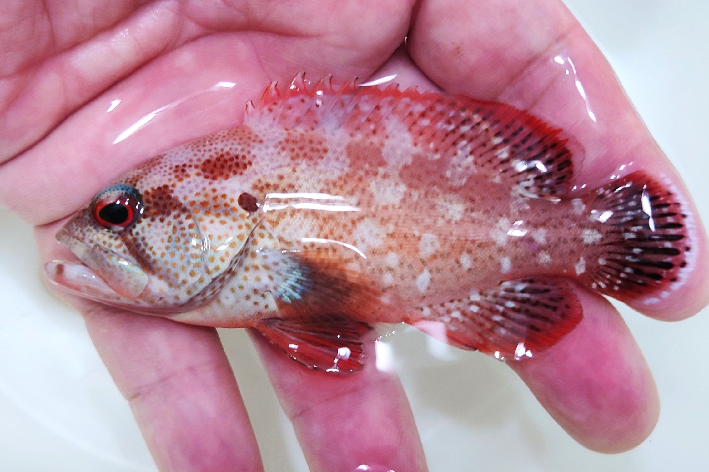 SOLDOUT●SALE※レア　アザハタ幼魚　【海外仕入れ個体】　※9センチ程度　※10/11入荷　メガバイトＬ粒良く食べています