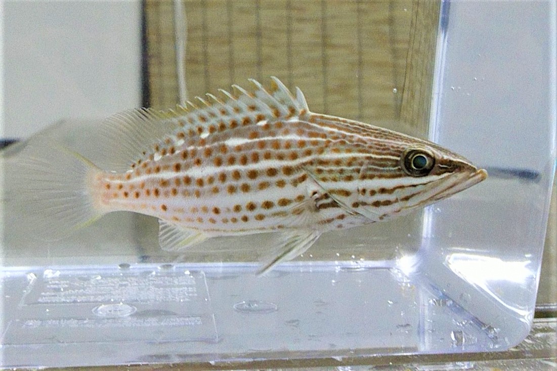SOLD OUT　※激レア　アズキハタ幼魚　【仕入れ個体】　※12センチ程度　※10/16入荷