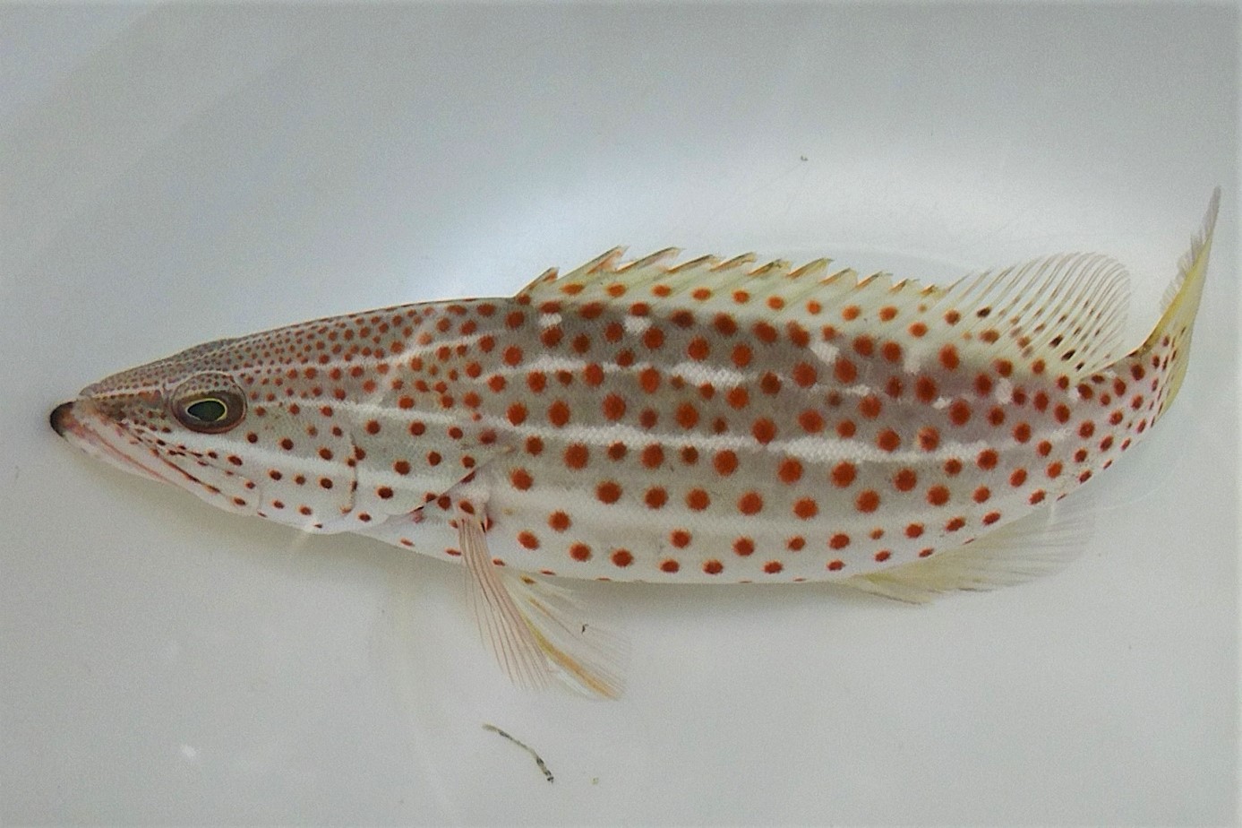 SOLDOUT　※レア　アズキハタ中成魚　【仕入れ個体】　※25センチ程度　※2/16入荷