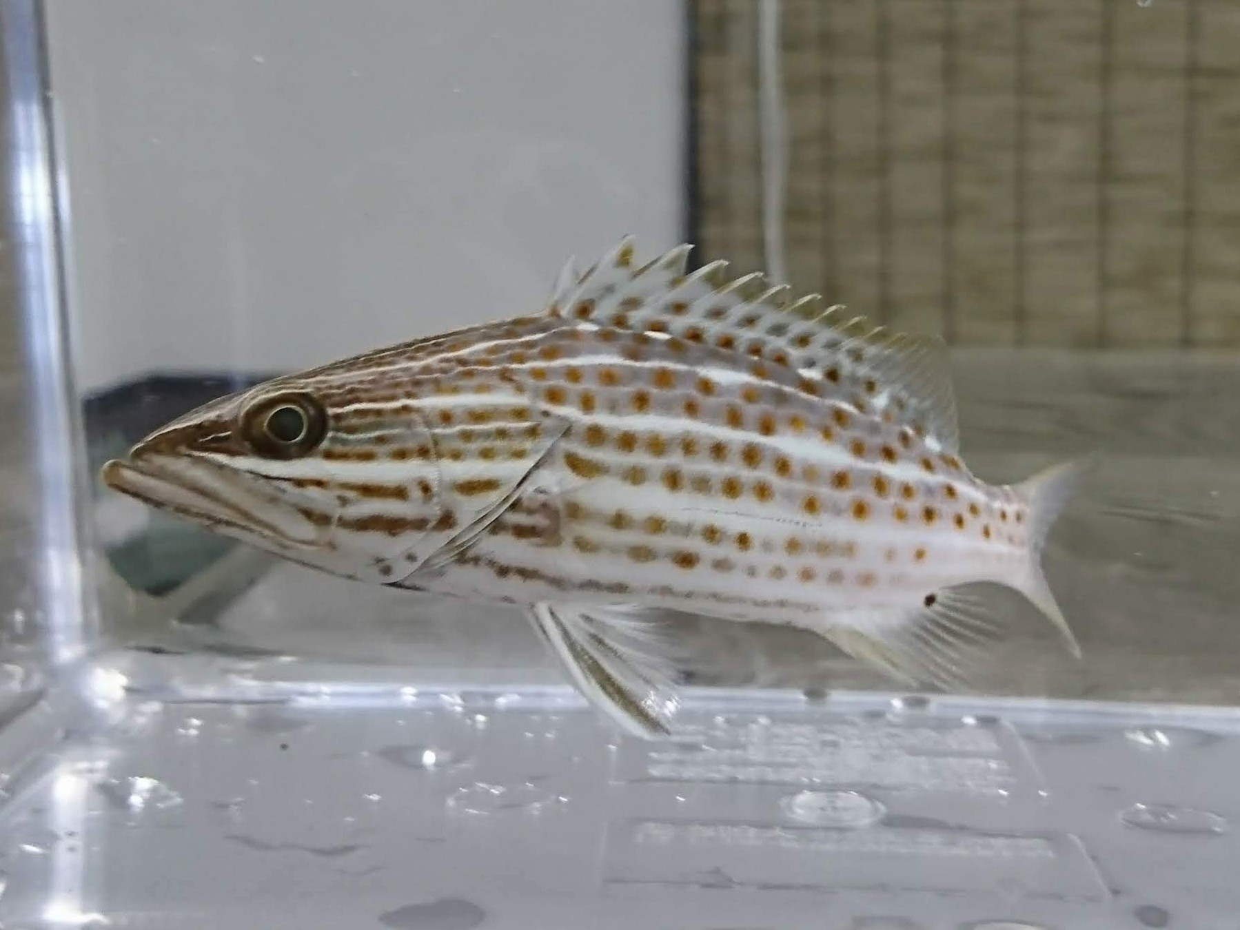 ※激レア　アズキハタ幼魚　【バリ産】　※12センチ程度　※10/19入荷