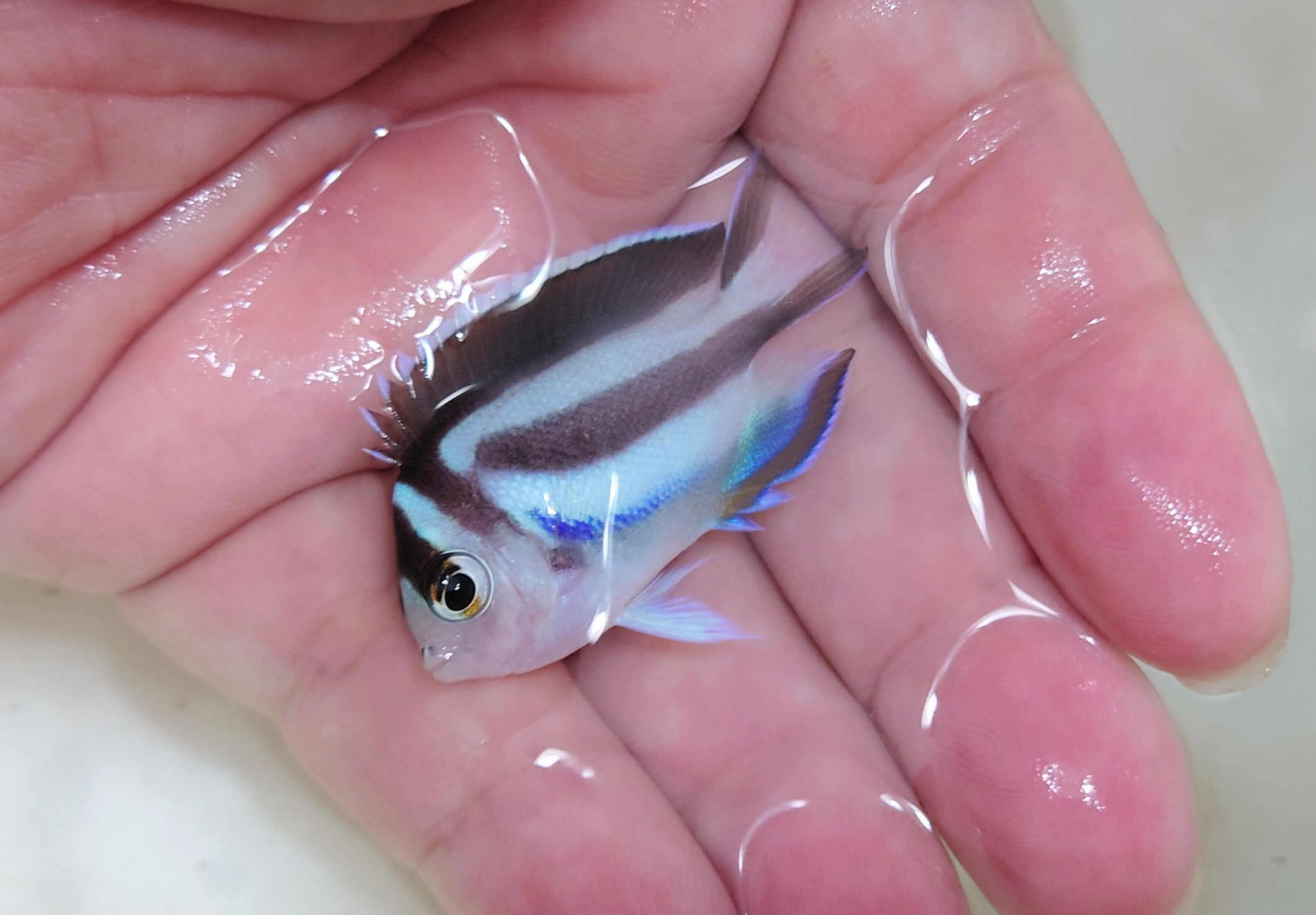 SOLDOUT超特価フカミヤッコ(ベルス)ベビー【フィリピン産】　5センチ程度　9/12入荷