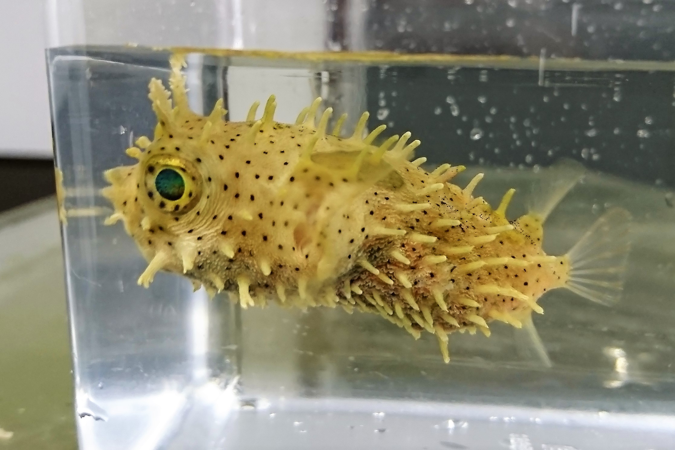 ※レアサイズ　ブライドルドバールフイッシュ　幼魚　【カリブ海産】※7センチ程度　※12/23入荷　