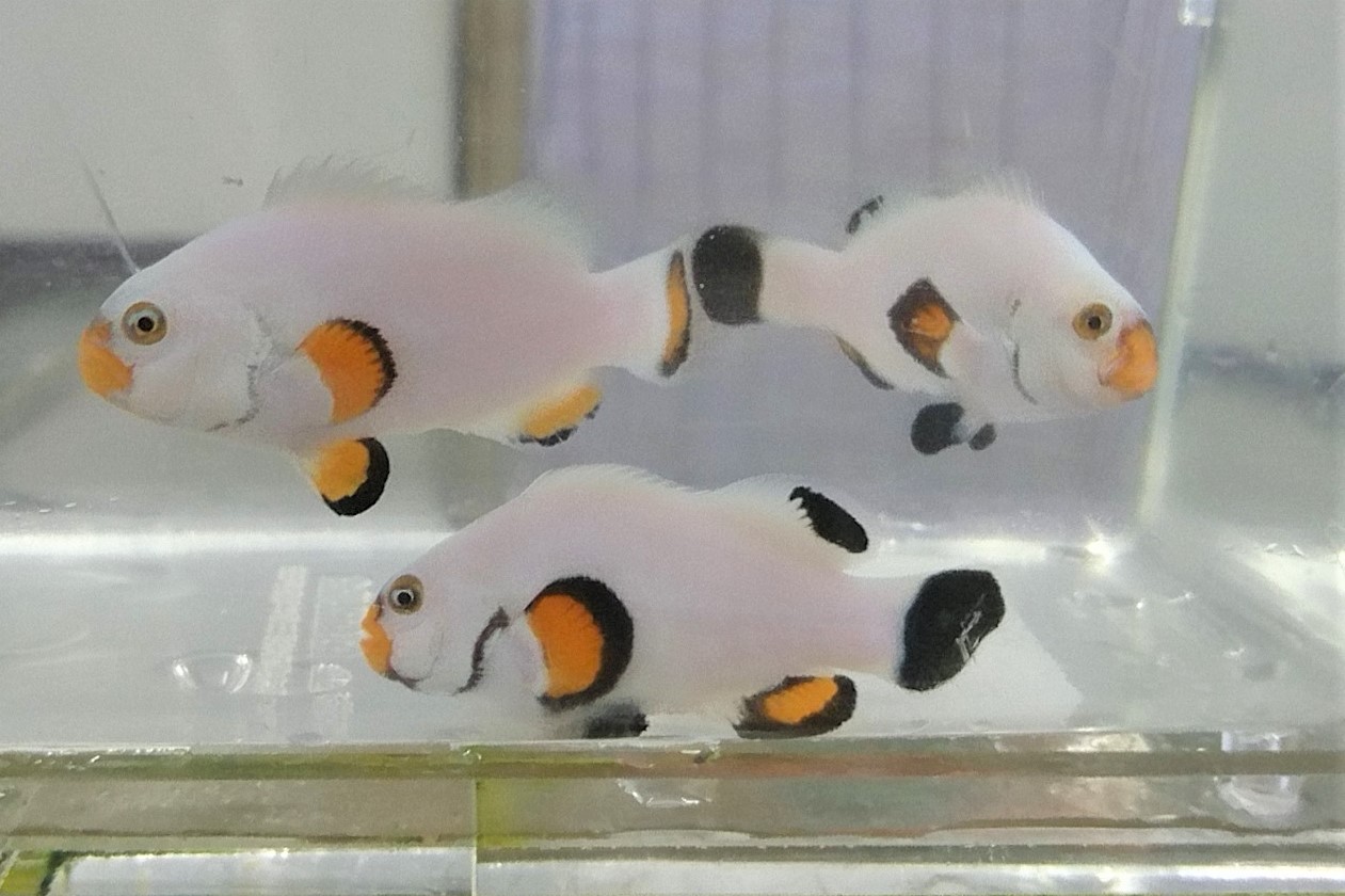フルプラチナオセラリス　【海外ブリード個体】　※6センチ程度　※6/6入荷