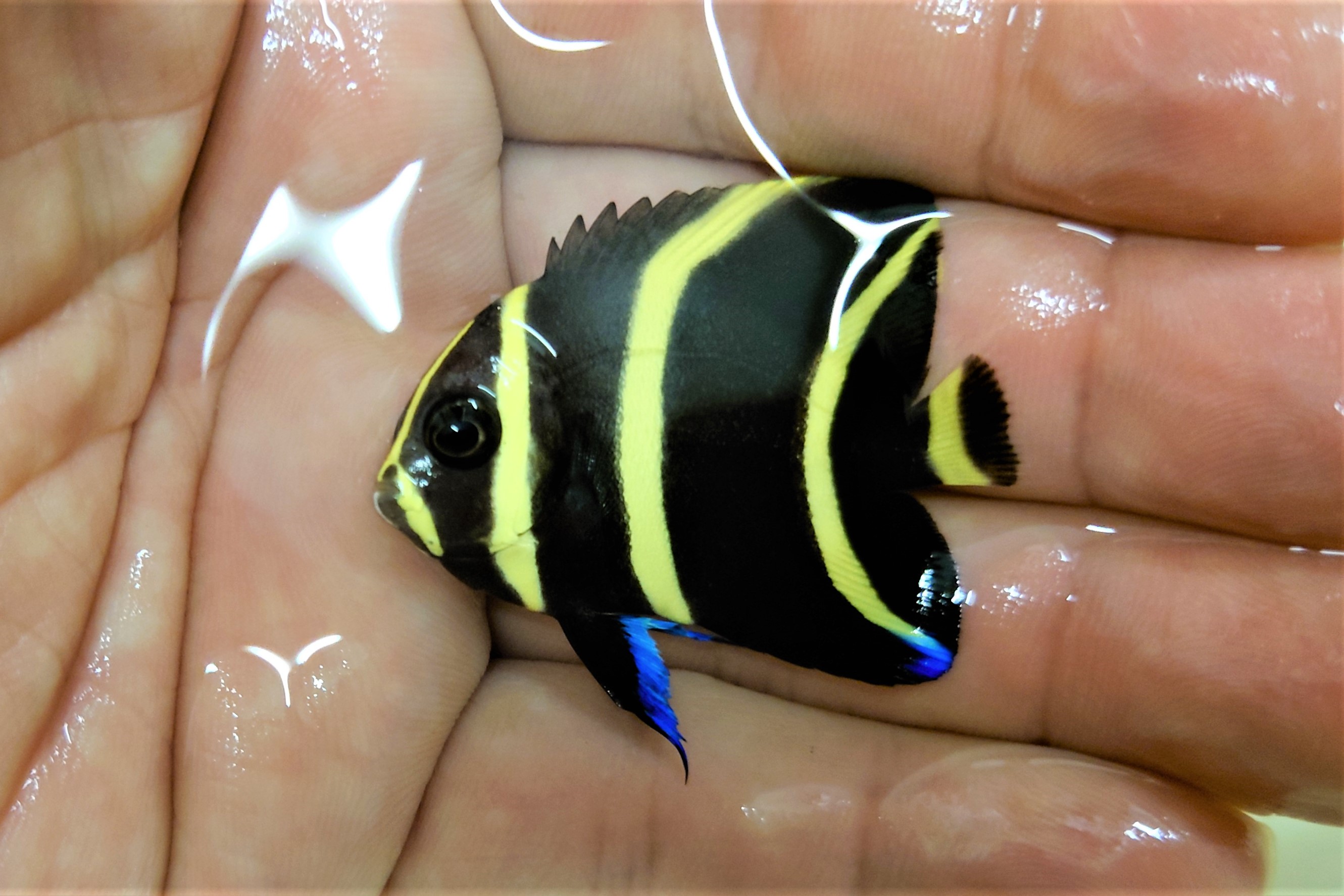 SOLDOUT　グレイエンゼル幼魚　【カリブ海産】　※4センチ程度　※3/5入荷