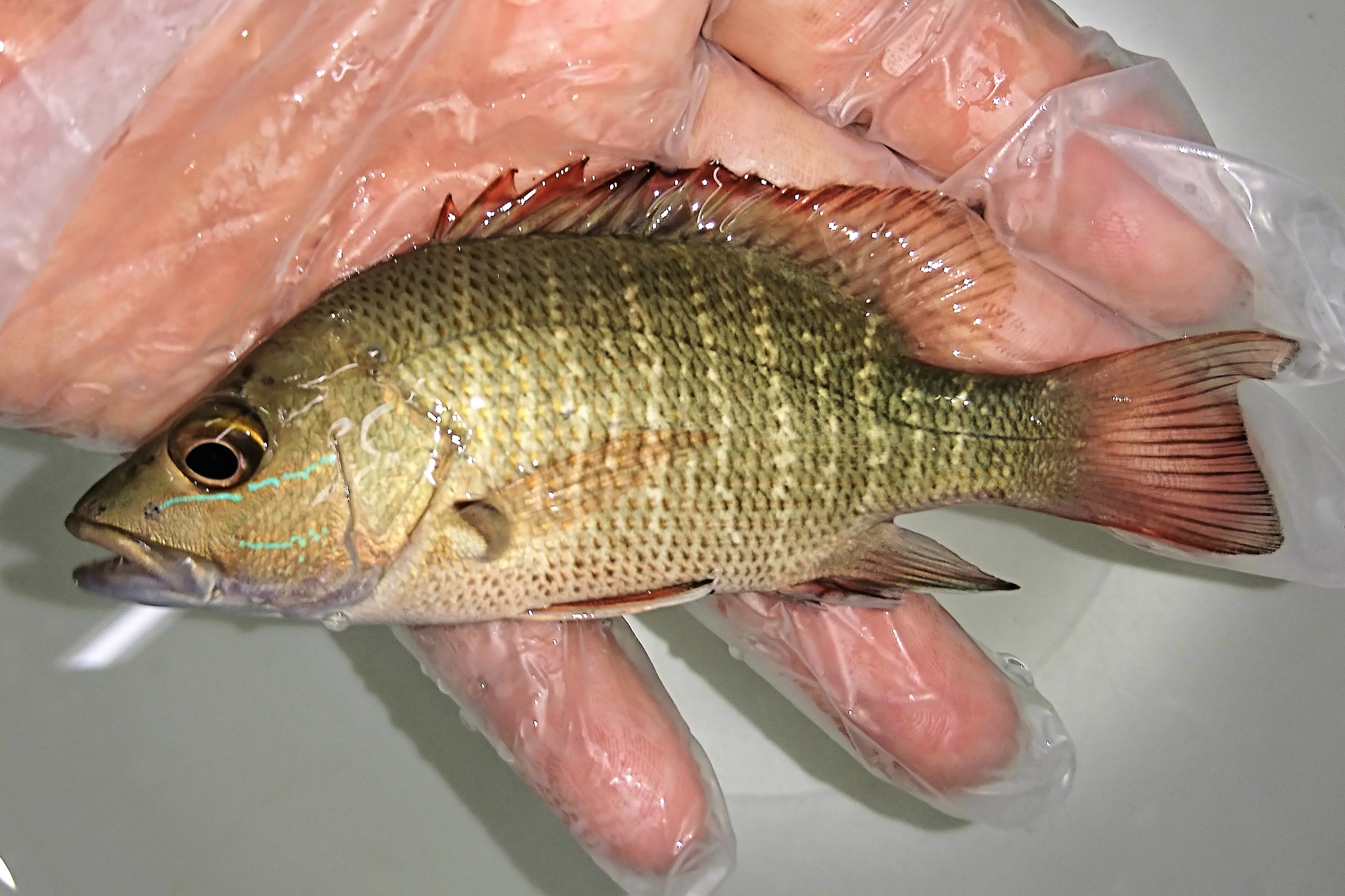 ゴマフエダイ幼魚　【薩南諸島ハンドコート】　※8センチ程度　※12/3入荷