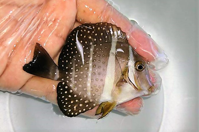 ゴマニザ　幼魚　【スリランカ】※7センチ程度　※2/16入荷　※各種人工飼料OK