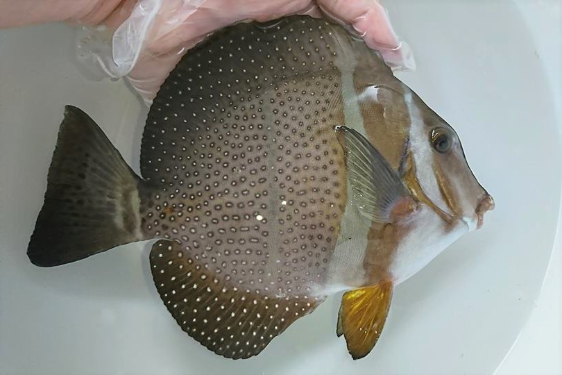 ※SALE　ゴマニザ　特大　【仕入れ個体】※18センチ程度　※5/29入荷　※海藻プレミアム、メガバイト等　粒餌OK