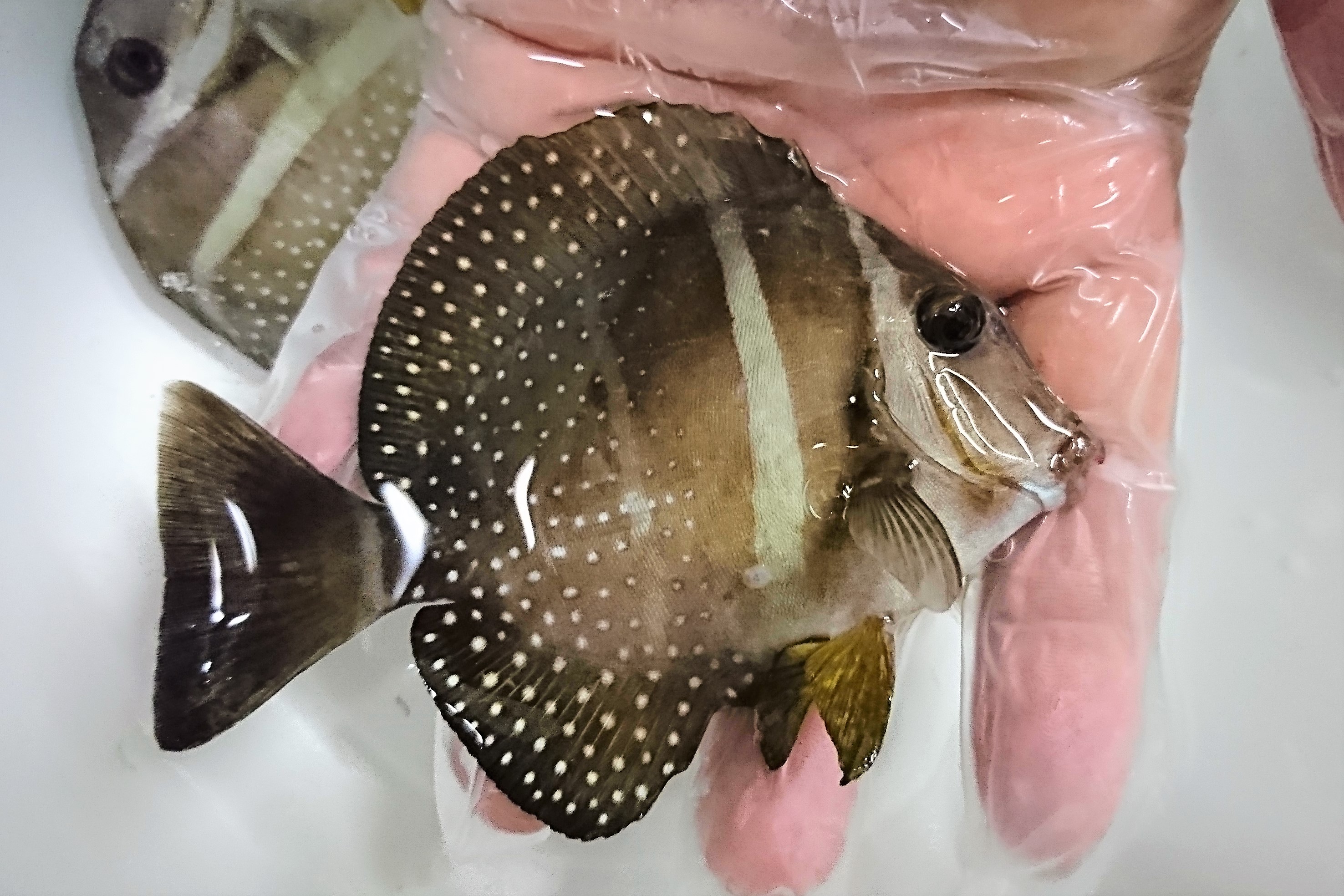 ゴマニザ　幼魚　【海外仕入れ個体】　※10センチ程度　※7/18入荷