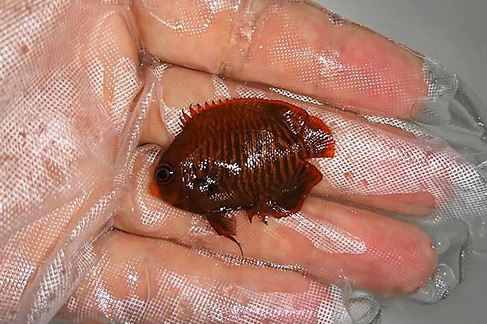 ゴールデンエンゼル幼魚　【バリ産】　※4センチ程度　※4/20入荷