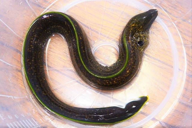 ゴマウツボ中成魚【屋久島産ハンドコート】※40～50センチ程度※6/7入荷　※売約済