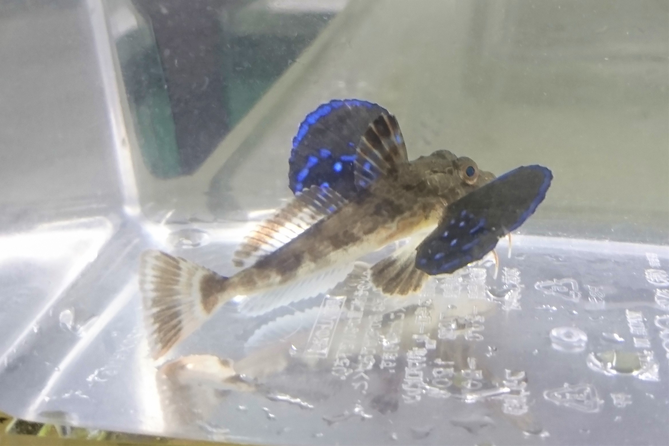ホウボウベビー　Mサイズ　【日本海ハンドコート】　5～8センチ程度　※6/1入荷　※クリル、粒餌各種OK