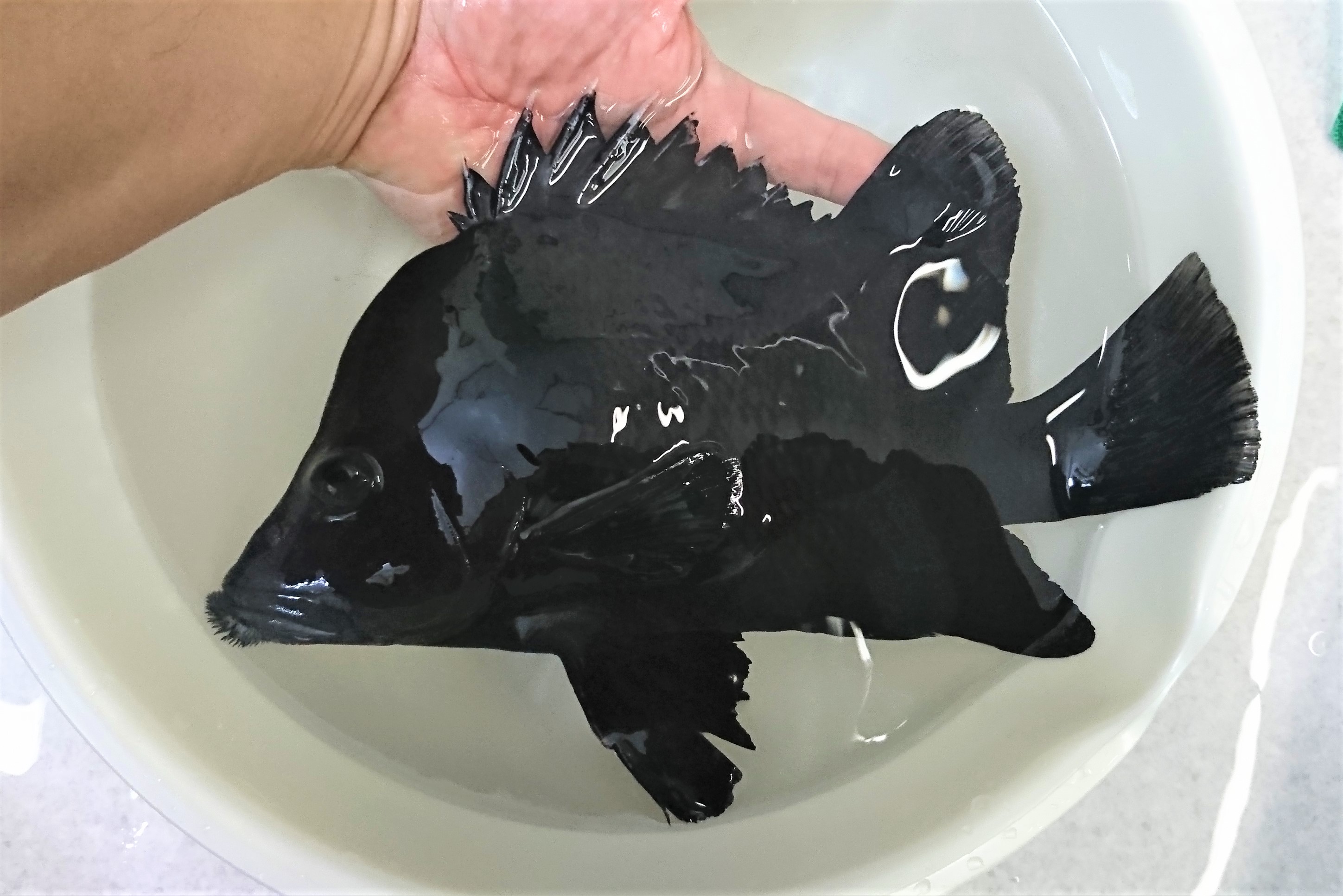 SOLDOUT　※レアサイズ　ヒゲダイ若魚　【駿河湾産仕入れ個体】※25センチ程度　※11/21入荷