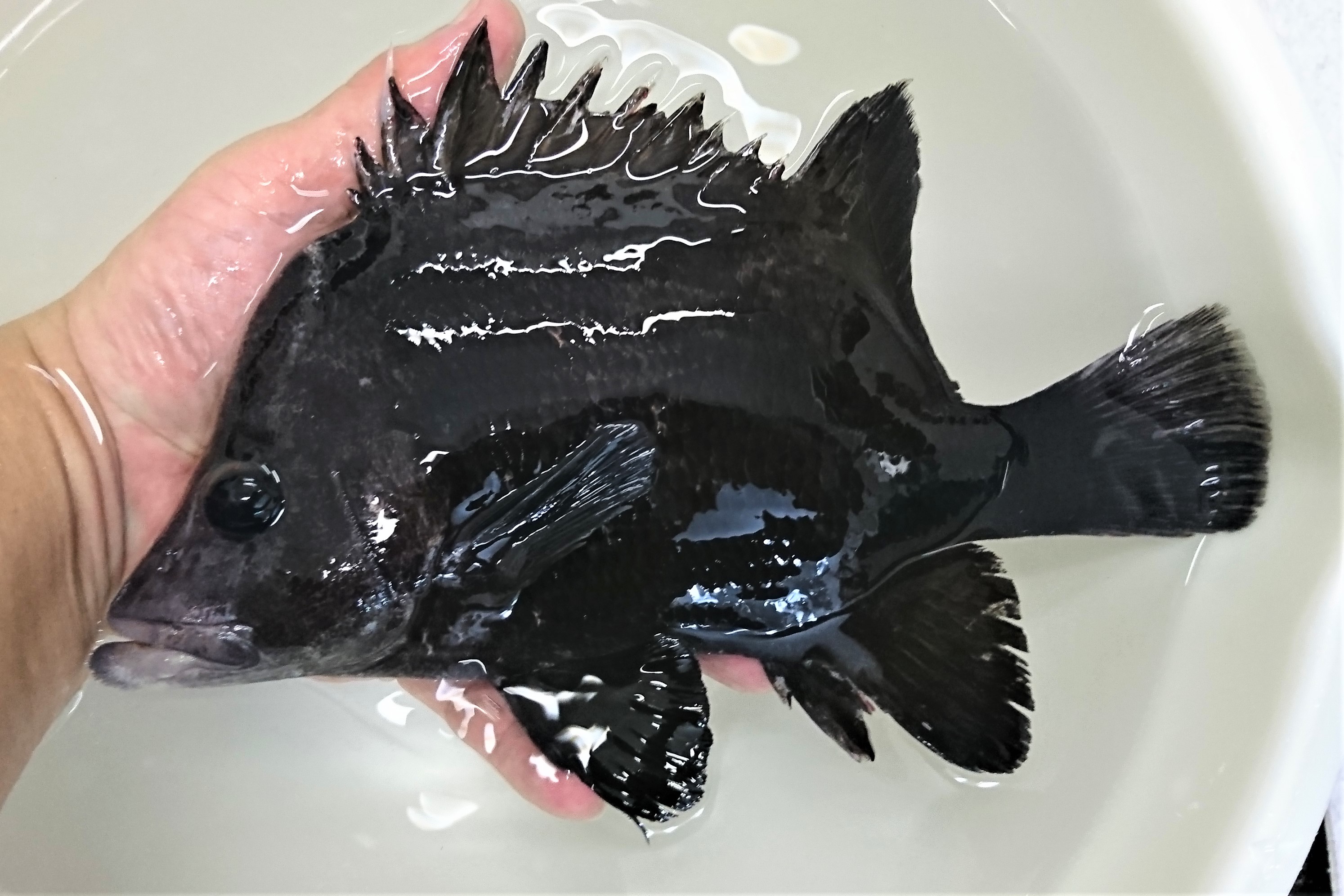 レアサイズ ヒゲダイ若魚 響灘産仕入れ個体 21センチ程度 11 29入荷