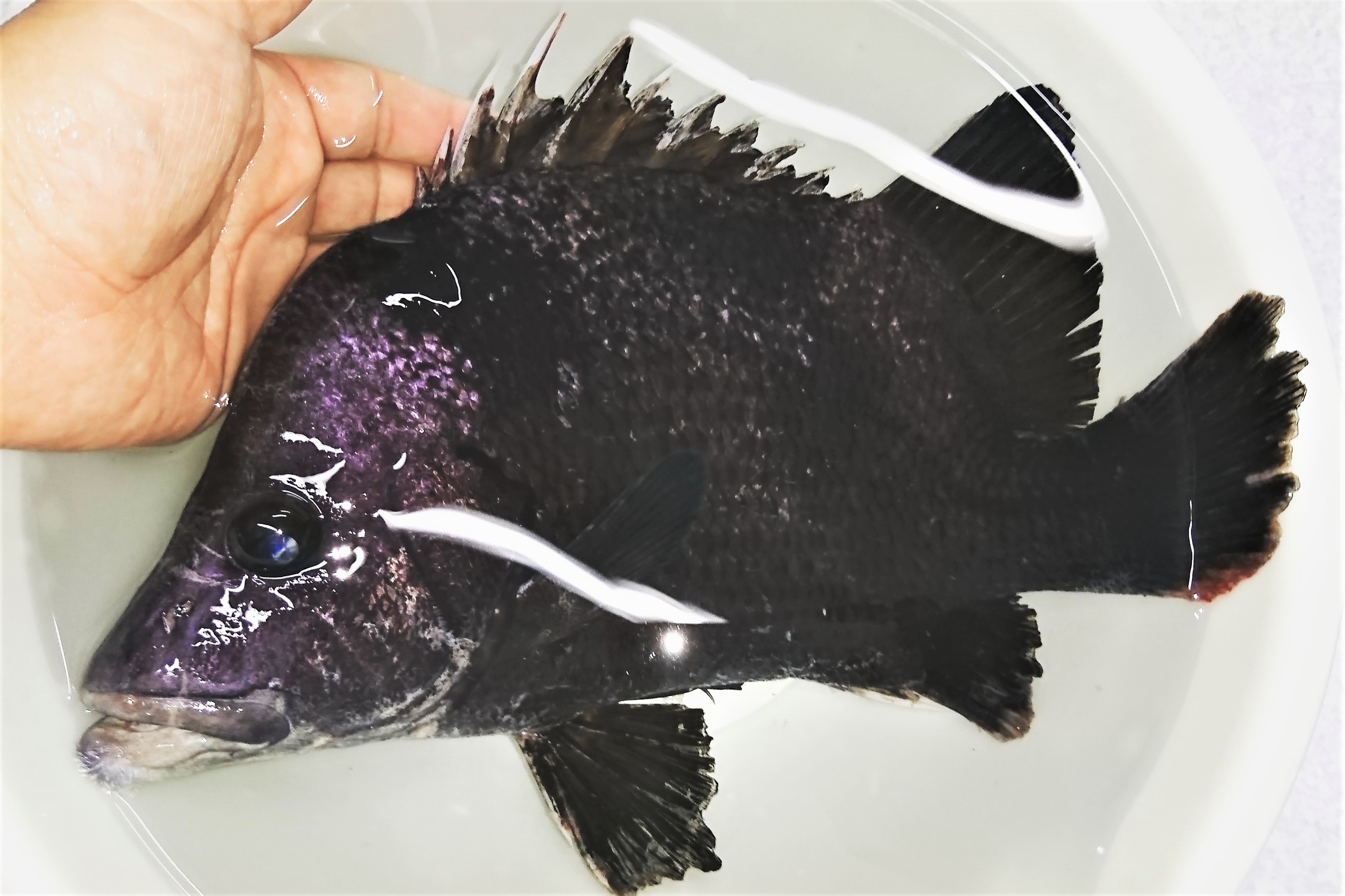 SOLDOUT　※特価　ヒゲダイ若魚　【響灘産仕入れ個体】※30センチ程度　※11/29入荷 ヒレ傷み有り