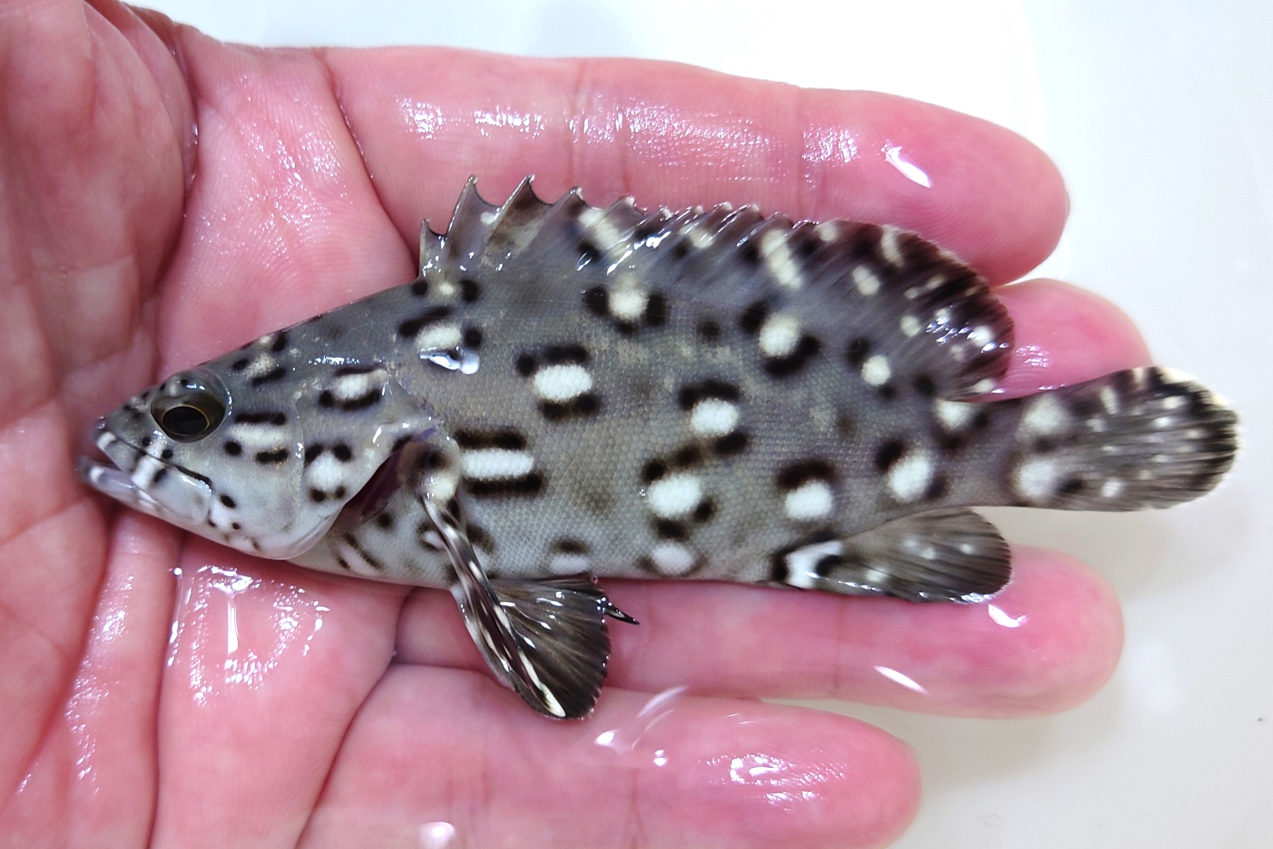 ※レア　ホシヒレグロハタ幼魚【仕入れ個体】　※15センチ程度　※2/9入荷　